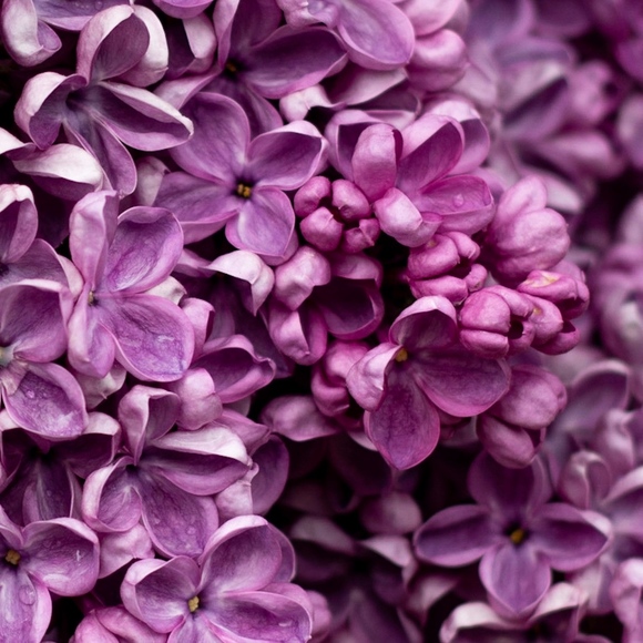 Meet your Posher, Maria - Picture 1 of 4